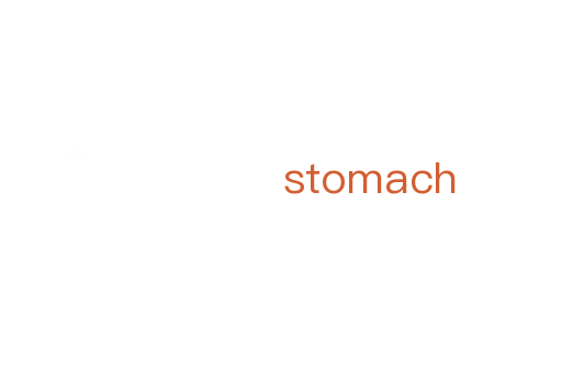 stomach
