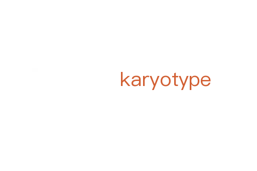 karyotype